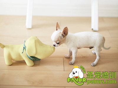吉娃娃