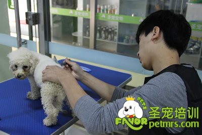 圣寵學(xué)員泰迪犬修剪
