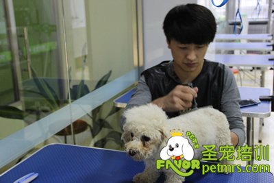 圣寵學(xué)員泰迪犬修剪