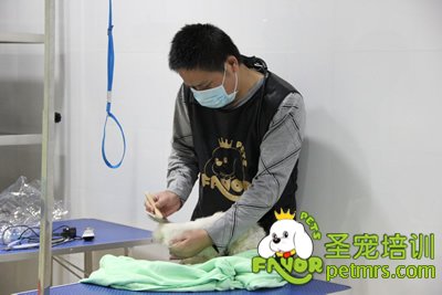 圣寵學員在進行剪狗前的準備工作