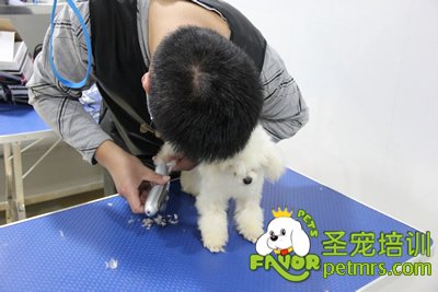 圣寵學員在進行剪狗前的準備工作