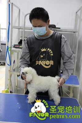 圣寵學員第一次剪狗