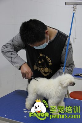 圣寵學員第一次剪狗