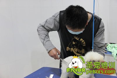 圣寵學員第一次剪狗