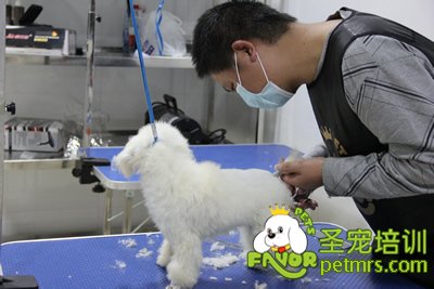 圣寵學員第一次剪狗