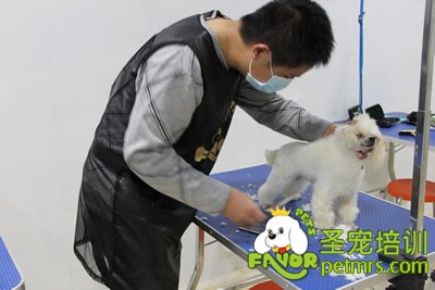圣寵學員第一次剪狗