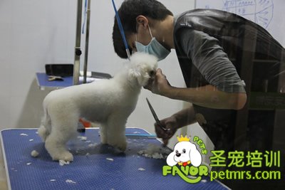 圣寵學(xué)員劉志明第一次剪狗