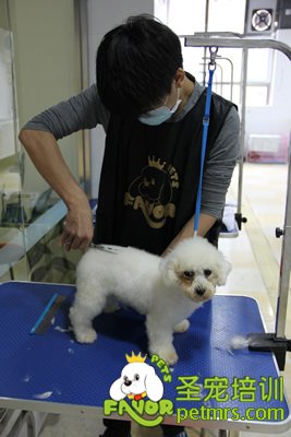 圣寵學(xué)員劉志明第一次剪狗
