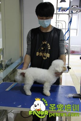 圣寵學(xué)員劉志明第一次剪狗
