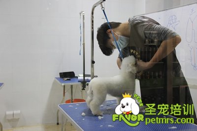 圣寵學(xué)員劉志明第一次剪狗