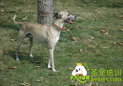 靈緹犬