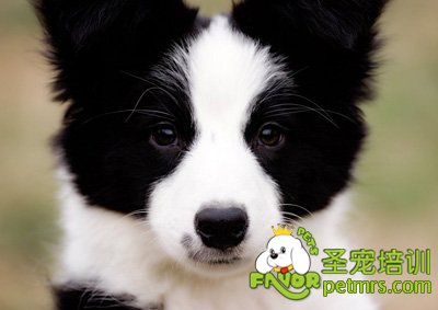 邊境牧羊犬