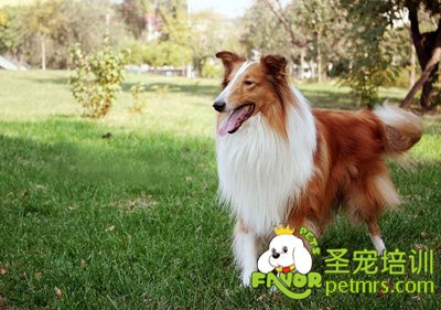 蘇格蘭牧羊犬