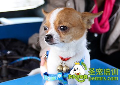 吉娃娃
