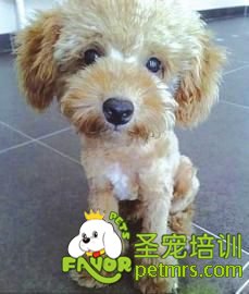 狗狗的毛為什么會變色