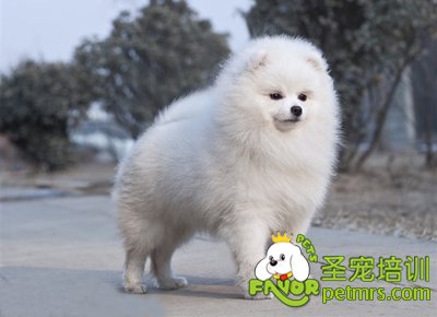 博美犬