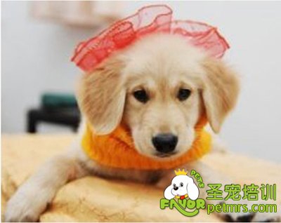 可愛狗狗