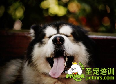 阿拉斯加