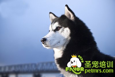 哈士奇