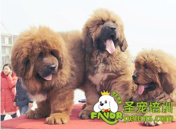 可愛狗狗