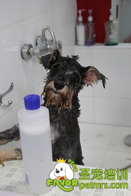 圣寵寵物雪納瑞實犬課洗澡護理