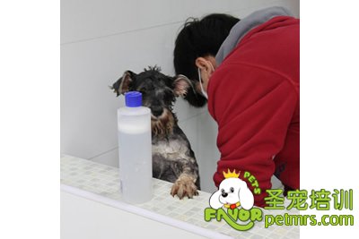 圣寵寵物雪納瑞實犬課洗澡護理
