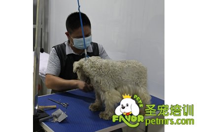 圣寵學員胡祖強雪納瑞實犬課