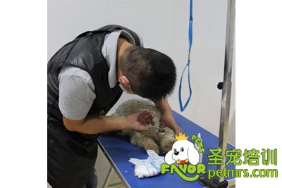 圣寵學員胡祖強雪納瑞實犬護理課