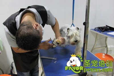圣寵學員胡祖強雪納瑞實犬課
