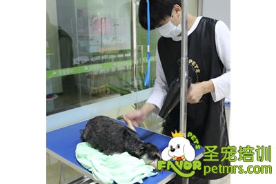 圣寵寵物雪納瑞實(shí)操課