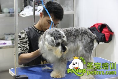 圣寵寵物雪納瑞實操課