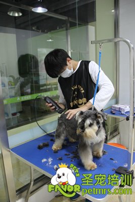 圣寵寵物雪納瑞實操修剪課