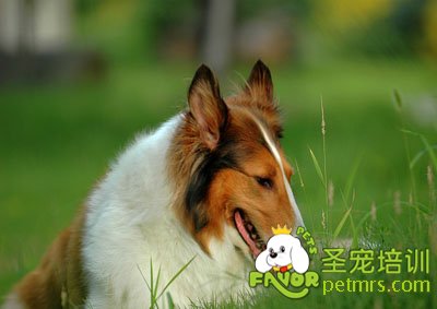 蘇格蘭牧羊犬