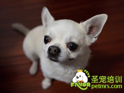 吉娃娃