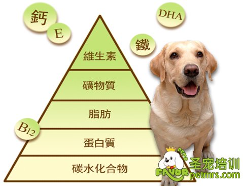 狗狗補鈣
