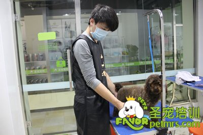 圣寵學員貴賓犬實犬操作