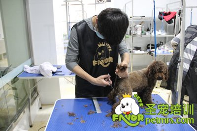 圣寵學員貴賓犬實犬操作