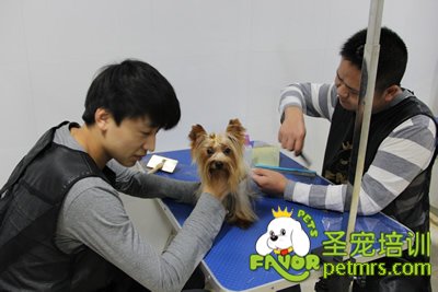 圣寵寵物約克夏護理課程