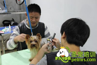 圣寵寵物約克夏護理課程