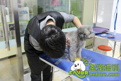 圣寵寵物學(xué)員灰色貴賓犬實(shí)操修剪