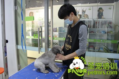 圣寵寵物學(xué)員灰色貴賓犬實(shí)操修剪