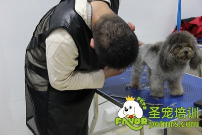 圣寵學員灰色貴賓犬實操修剪