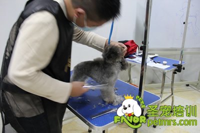 圣寵寵物學員灰色貴賓犬實操修剪