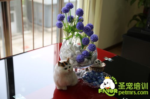 圣寵寵物接待室環境