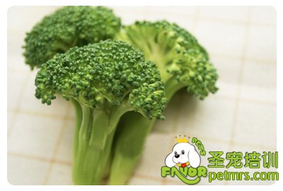 狗狗花椰菜料理