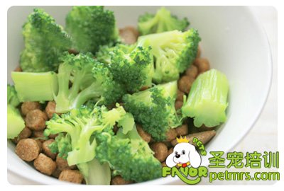 狗狗花椰菜料理