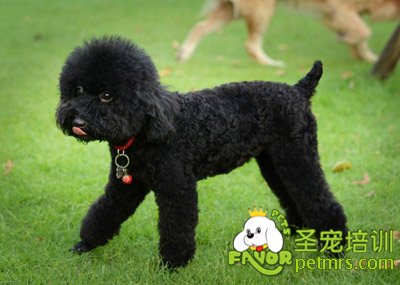 貴賓犬