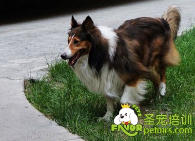 邊境牧羊犬