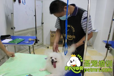 圣寵寵物學員博美犬實犬操作