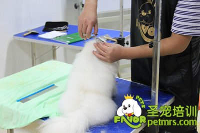 圣寵寵物學員博美犬實犬操作